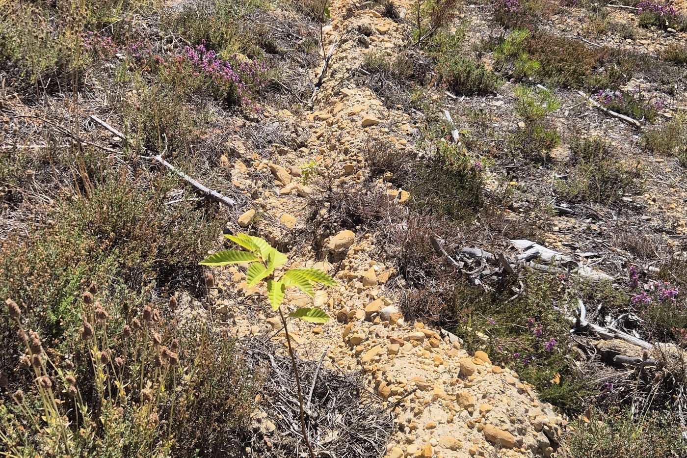 Forestación de tierras agrarias
