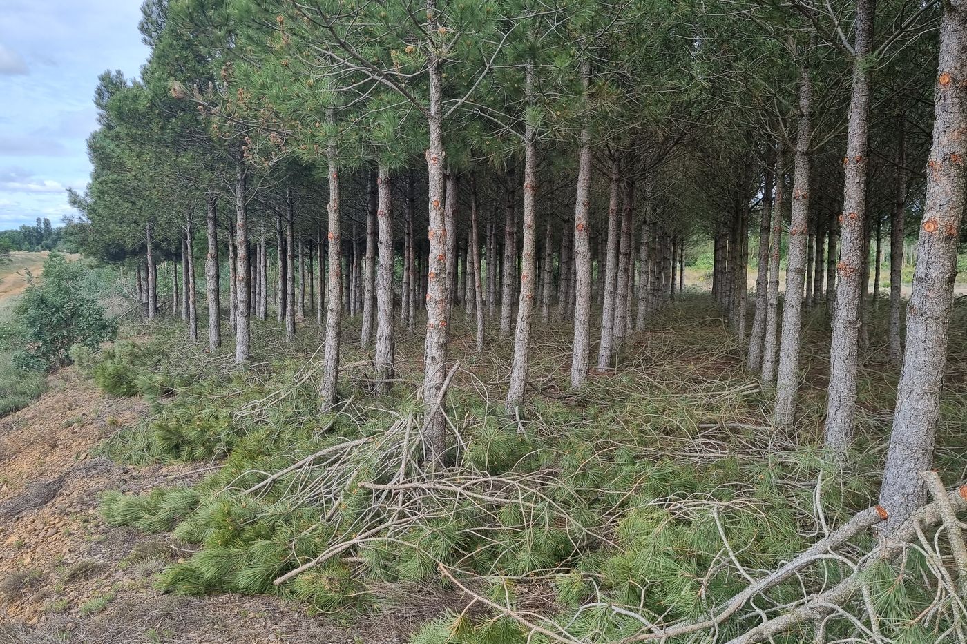 Podas, resalveos y leñas