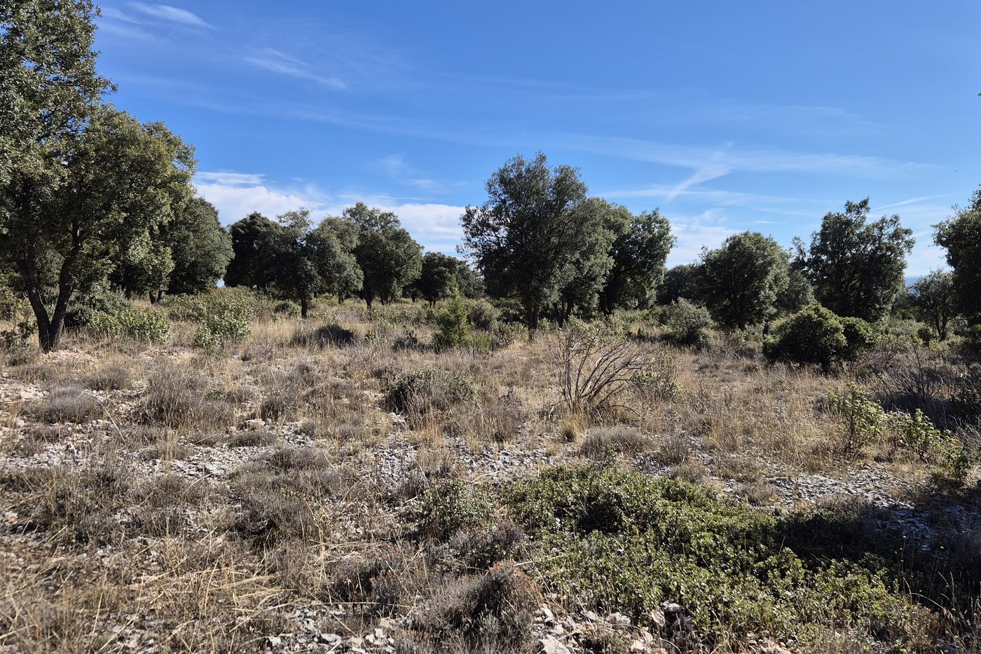 Finca Los Quejigares